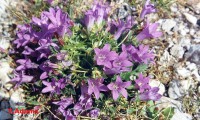 /album/wildflowers/campanula-parnassos-2-jpg/